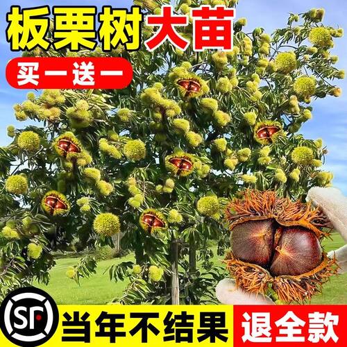 板栗苗树嫁接大红袍地栽特大树苗果树果苗栗子南北方种植当年结果