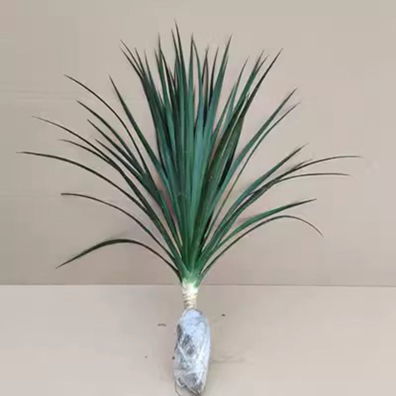 黑珍珠龙血树绿植盆栽室内客厅阳台摆放办公室常青树龙须树好养
