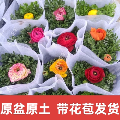 重瓣花毛茛花苗芹叶牡丹观花植物洋牡丹盆栽带四季花卉好养活花苞