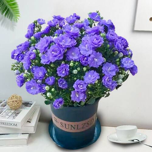 丹麦风铃花盆栽四季开花卉室内阳台重瓣风铃草鲜花紫风铃好养植物