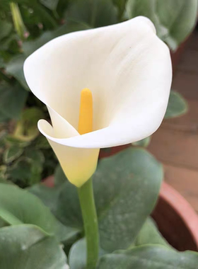 白色马蹄莲花苗盆栽室内阳台植物海芋可水培花卉绿植马蹄莲好养