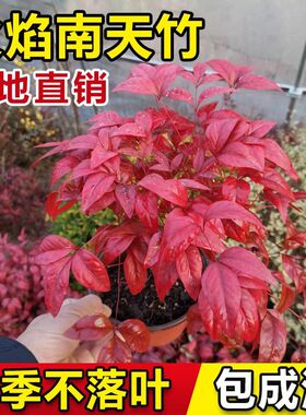 火焰南天竹盆栽客厅红叶植物树苗蓝天竹桌面绿植室内花卉四季好养