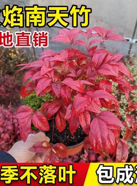 火焰南天竹盆栽客厅红叶植物树苗蓝天竹桌面绿植室内花卉四季好养