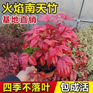 火焰南天竹盆栽客厅红叶植物树苗蓝天竹桌面绿植室内花卉四季好养