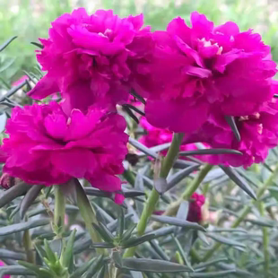 重瓣太阳花老桩牡丹玫红王四季花苗盆栽植物多年生宿根多季花带根