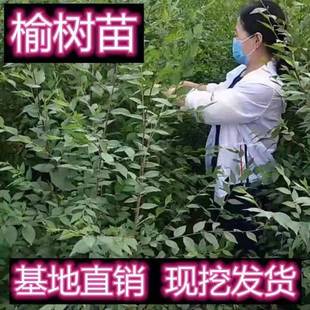 榆树苗耐寒榆树苗庭院种植苗木树苗榆树小苗榆树可食用可吃速生