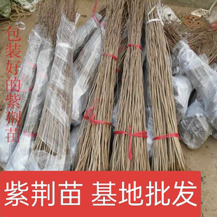 紫荆树苗紫荆花苗室外耐寒植物道路小区庭院绿化紫荆小苗篱笆树苗