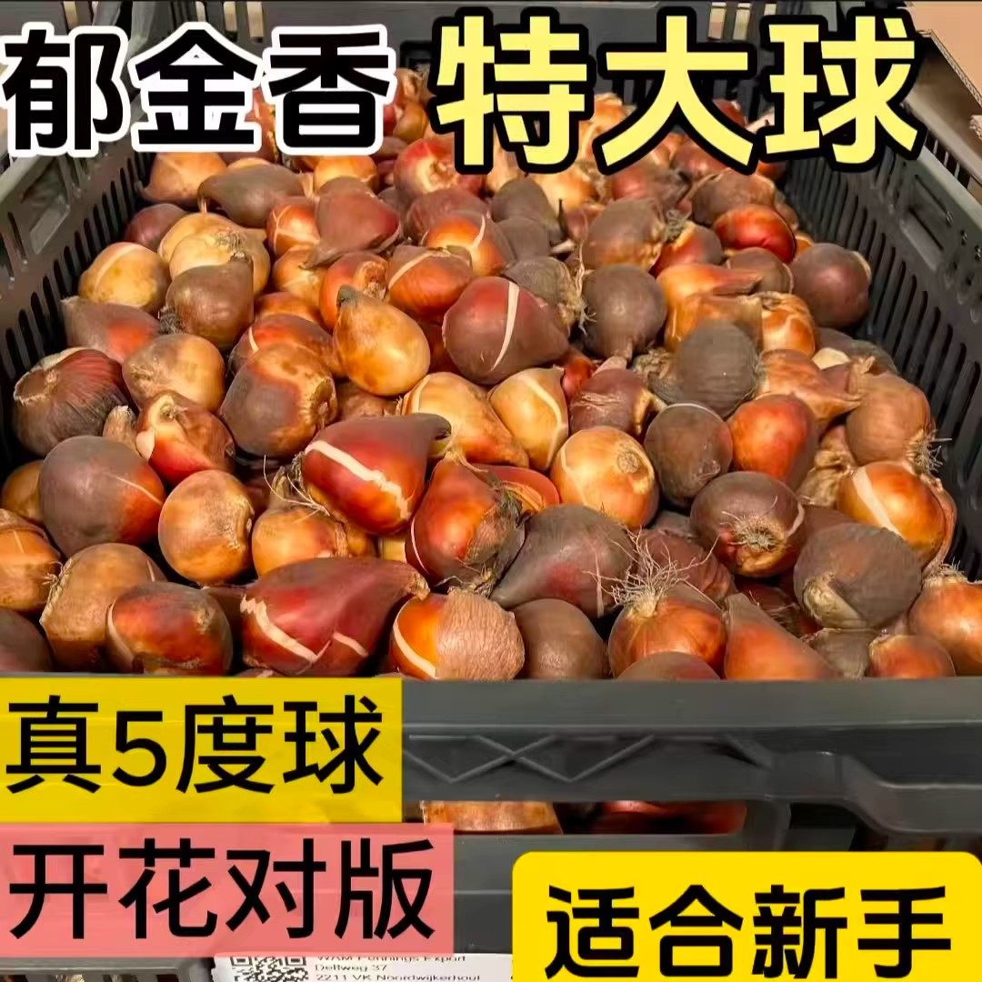 精选五度特大进口郁金香种球100个基地阳台室外植物花卉开花图片