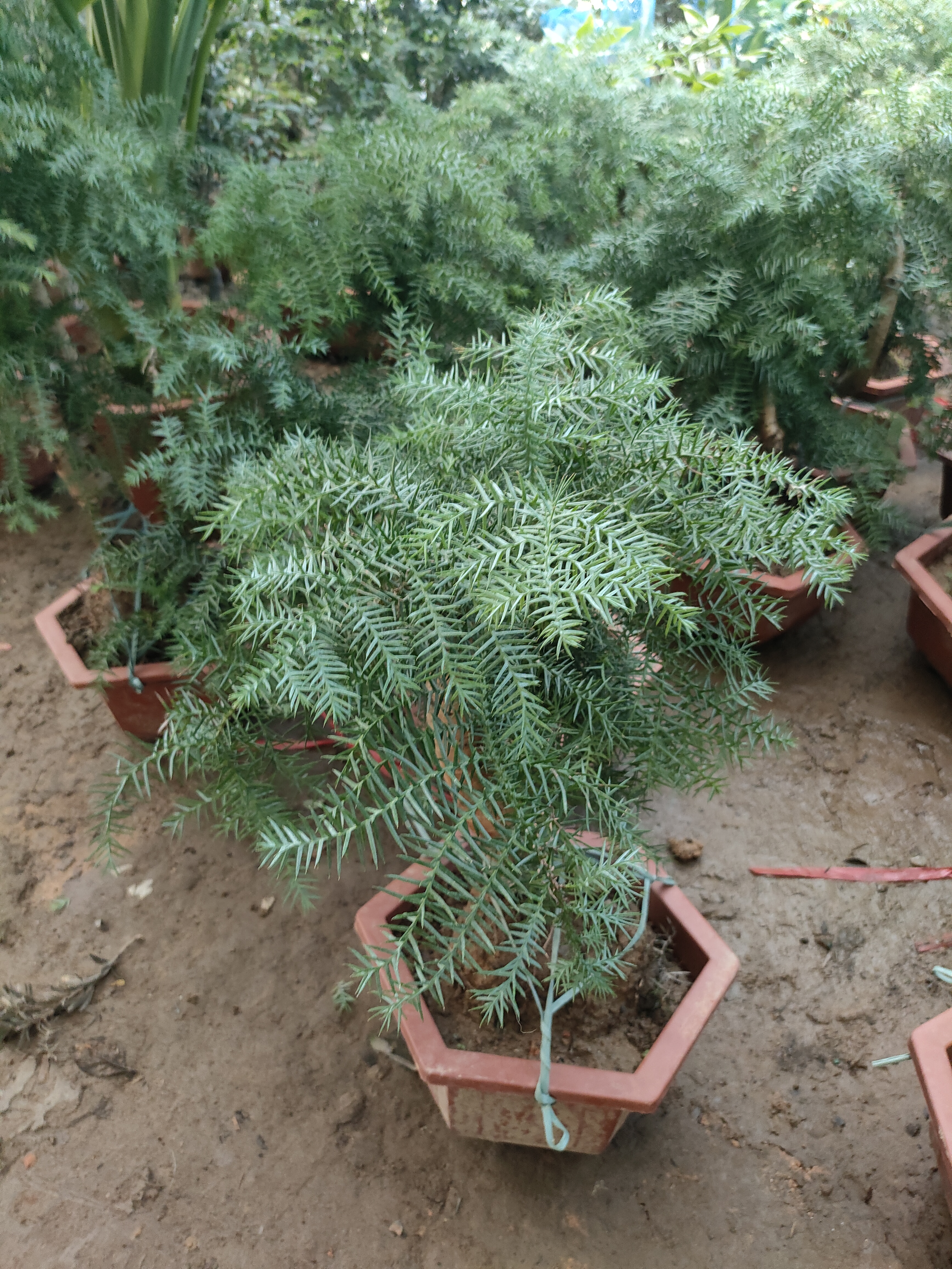 大型澳洲杉盆景造型不老松盆栽四季常青室内外好养绿植基地直发