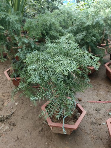 大型澳洲杉盆景造型不老松盆栽四季常青室内外好养绿植基地直发