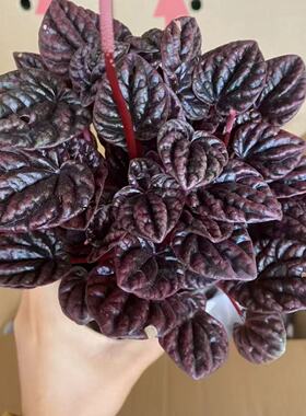 红宝石红美人皱叶椒草盆栽绿植物玉美人室内耐阴红叶植物新款花卉