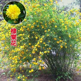 重瓣棣棠花苗丛生地棠蜂棠花黄度梅金棣棠梅黄榆庭院绿化绿篱灌木