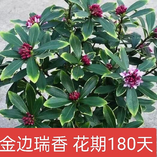 金边瑞香盆栽带花苞耐寒花卉冬季开花四季常青植物瑞香花苗年宵花