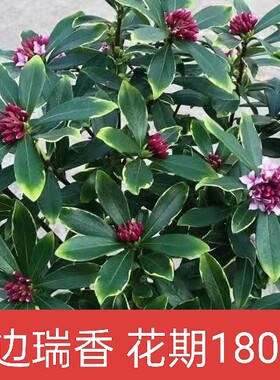 金边瑞香盆栽带花苞耐寒花卉冬季开花四季常青植物瑞香花苗年宵花