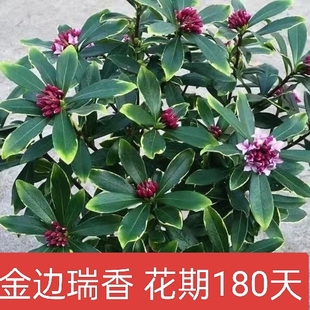 金边瑞香盆栽带花苞耐寒花卉冬季开花四季常青植物瑞香花苗年宵花
