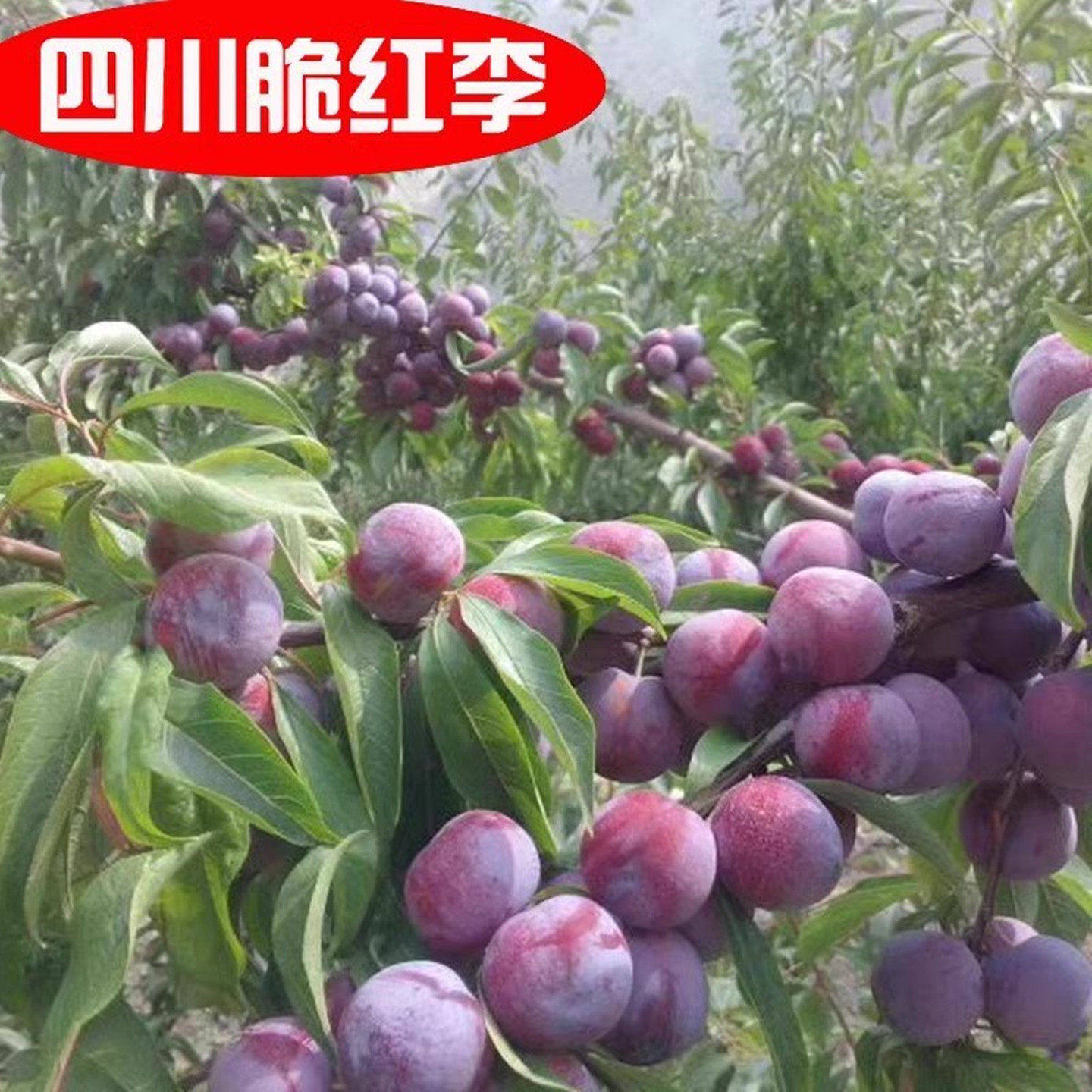 阿坝州汶川茂县晚熟脆红李 红脆李子苗 脱骨特大李子果树苗易成活