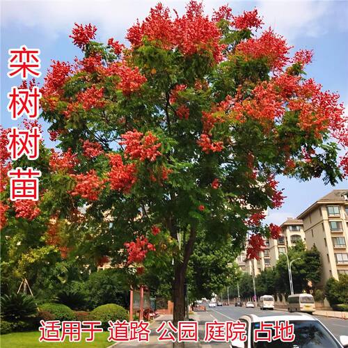 栾树树苗黄山园林庭院风景树行道大型耐寒绿化苗木红叶栾树户外