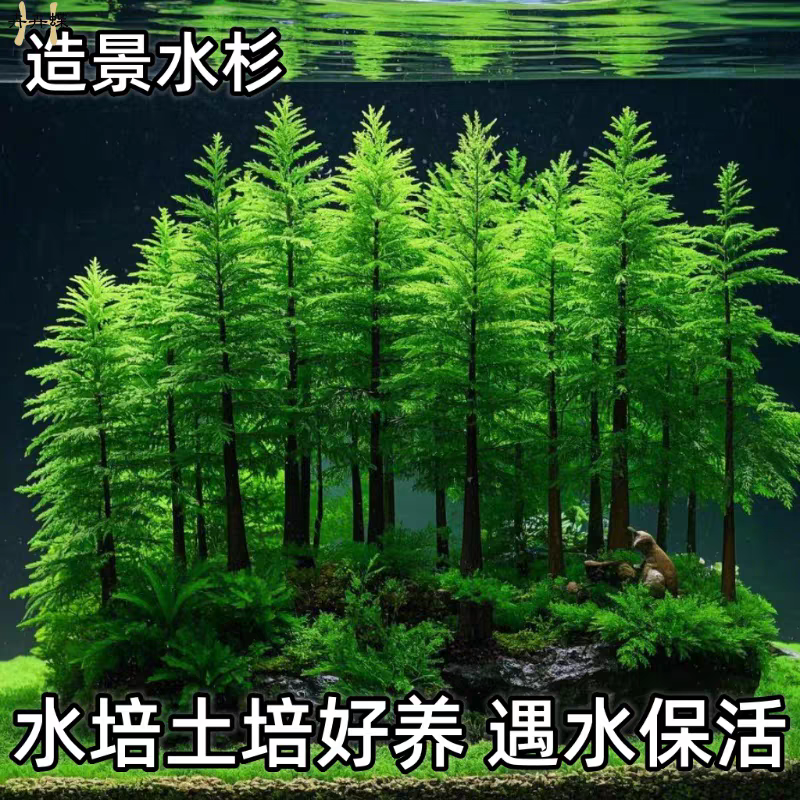 水杉水培树苗鱼缸造景四季盆栽水杉苗室内客厅办公室阳台盆景好养
