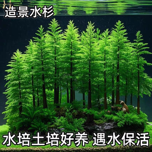 水杉水培树苗鱼缸造景四季盆栽水杉苗室内客厅办公室阳台盆景好养