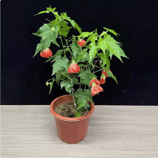 木本灯笼花苗盆栽风铃扶桑花纹瓣悬铃花 金铃花盆栽苗倒挂金钟苗