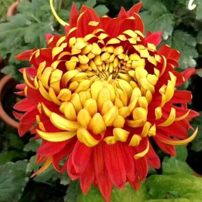 【金背大红】九月大菊花盆栽带花苞耐寒室内外植物宿根花卉多年生