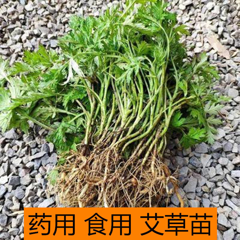 可食用野生艾草苗艾叶苗青团艾草新鲜四季盆栽驱蚊虫植物包成活