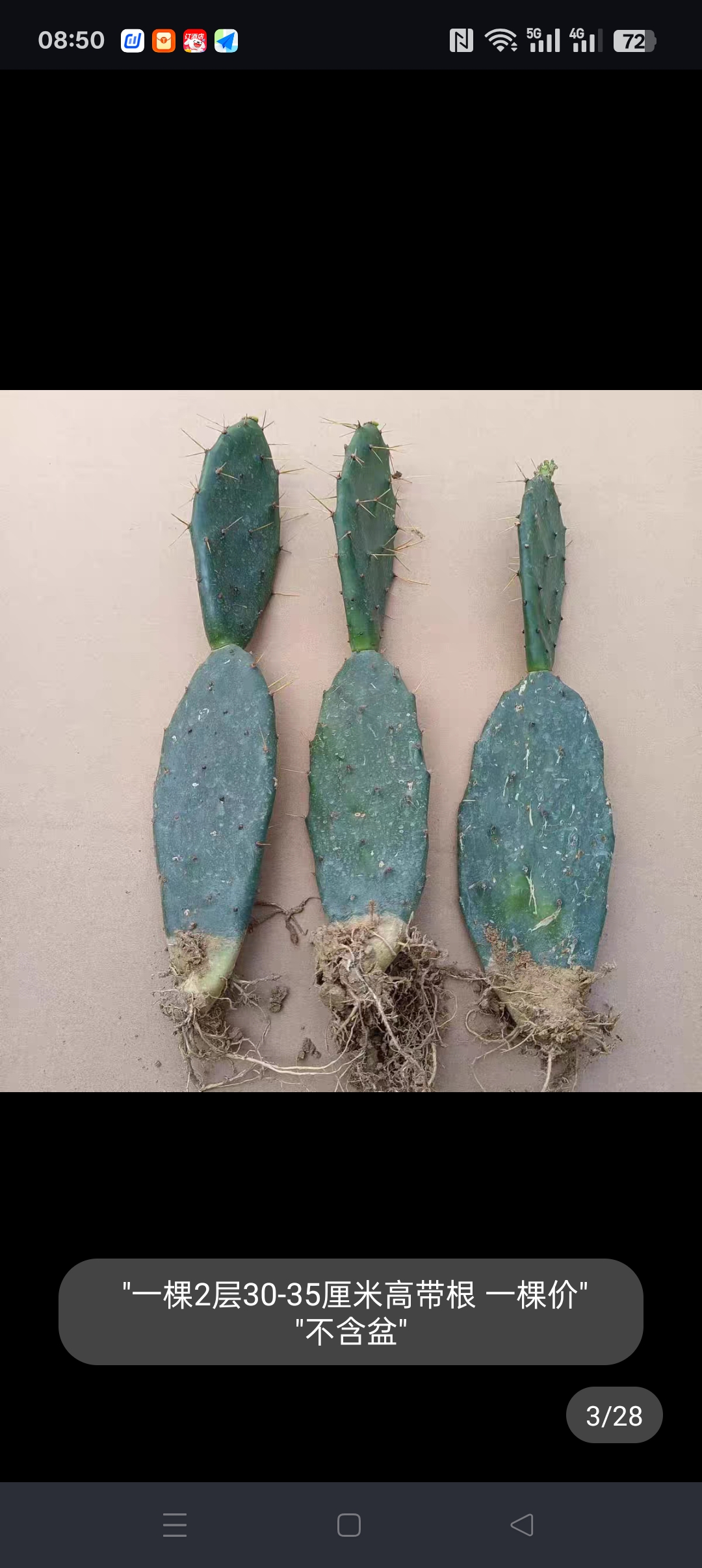 食用仙人掌盆栽仙人掌药用老片大黄刺大黄针仙人掌嫁接令箭荷花