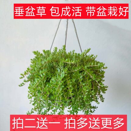 正宗养肝护肝食用垂盆草盆栽降糖草苗新鲜中药材清热解毒种植物苗