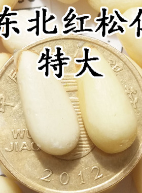 2025年长白山野生特大颗粒红松子仁新货东北红松仁净重500克