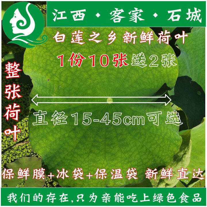 26年新鲜荷叶片莲叶茶农家现摘整张12张莲叶荷叶鸡饭料理农产品
