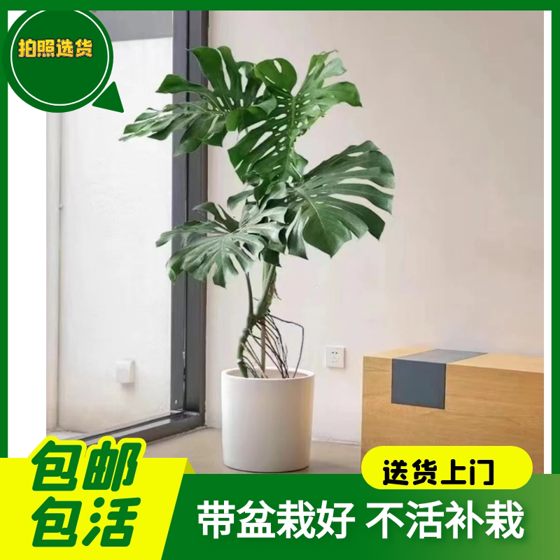 龟背竹大叶盆栽网红北欧盆景植物除甲醛办公室客厅室内老桩绿植_虎窝淘