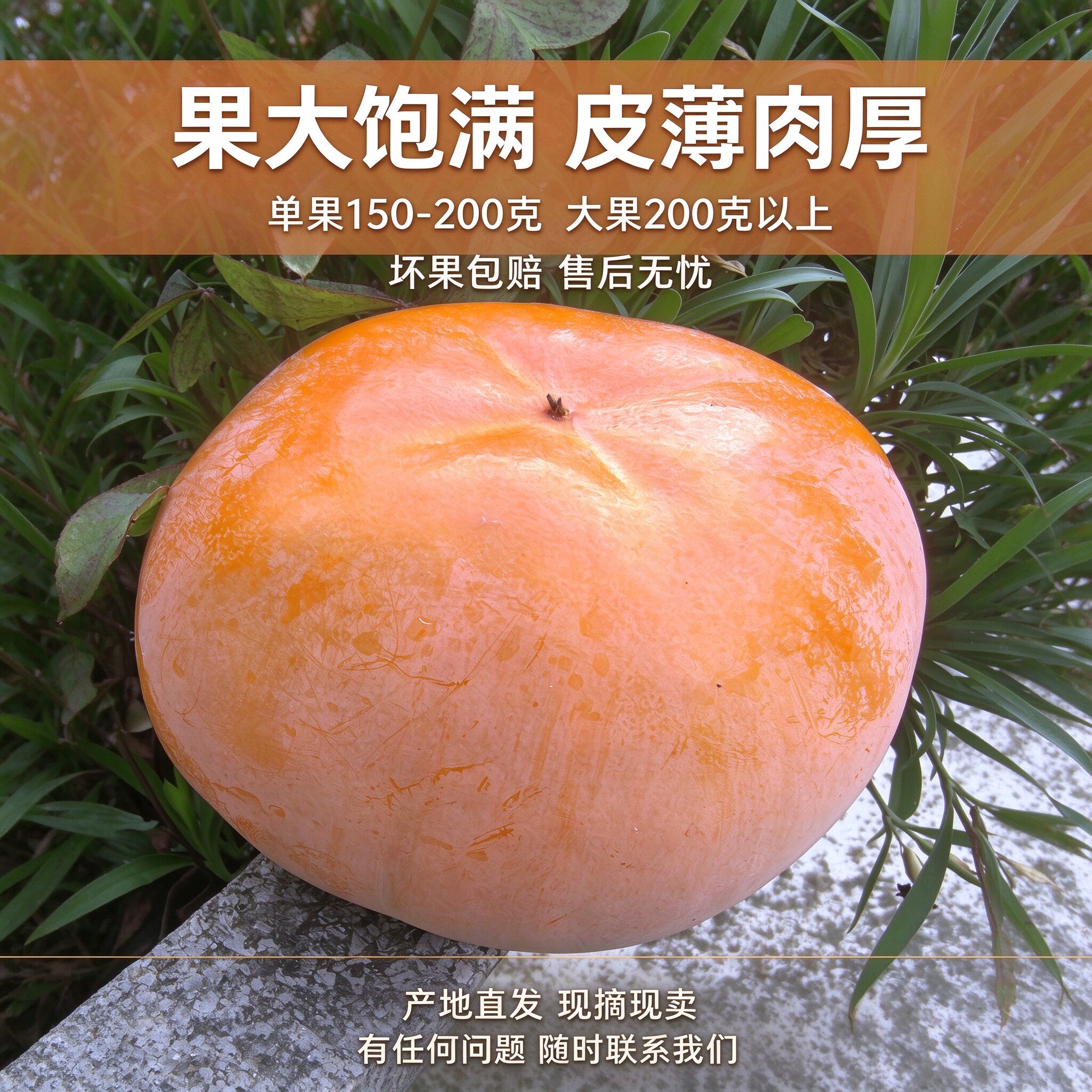 精品云南保山甜脆柿子新鲜现摘