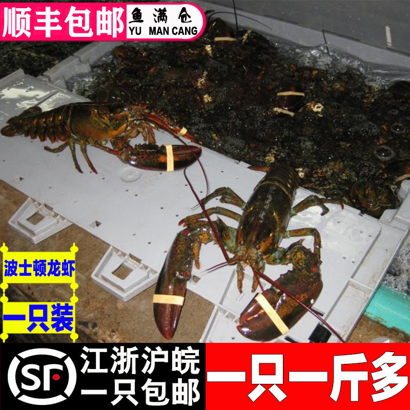 顺丰包邮 波士顿龙虾鲜活海鲜水产野生大龙虾进口波龙小龙虾1斤多