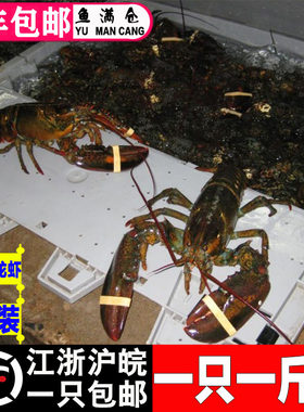 顺丰海鲜水产进口1斤波士顿龙虾