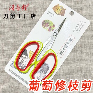 汪吾铨翘头葡萄蔬果专用剪刀稀果修枝剪子不锈钢花卉水果剪刀2107