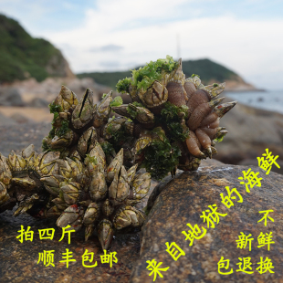 佛手螺海鲜图片素材