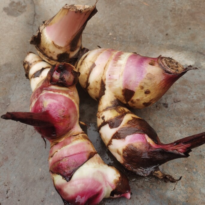 贵州野生蕉芋儿粗粮芭蕉芋头旱藕蕉芋芽蕉木芋白金芋姜藕现挖新鲜