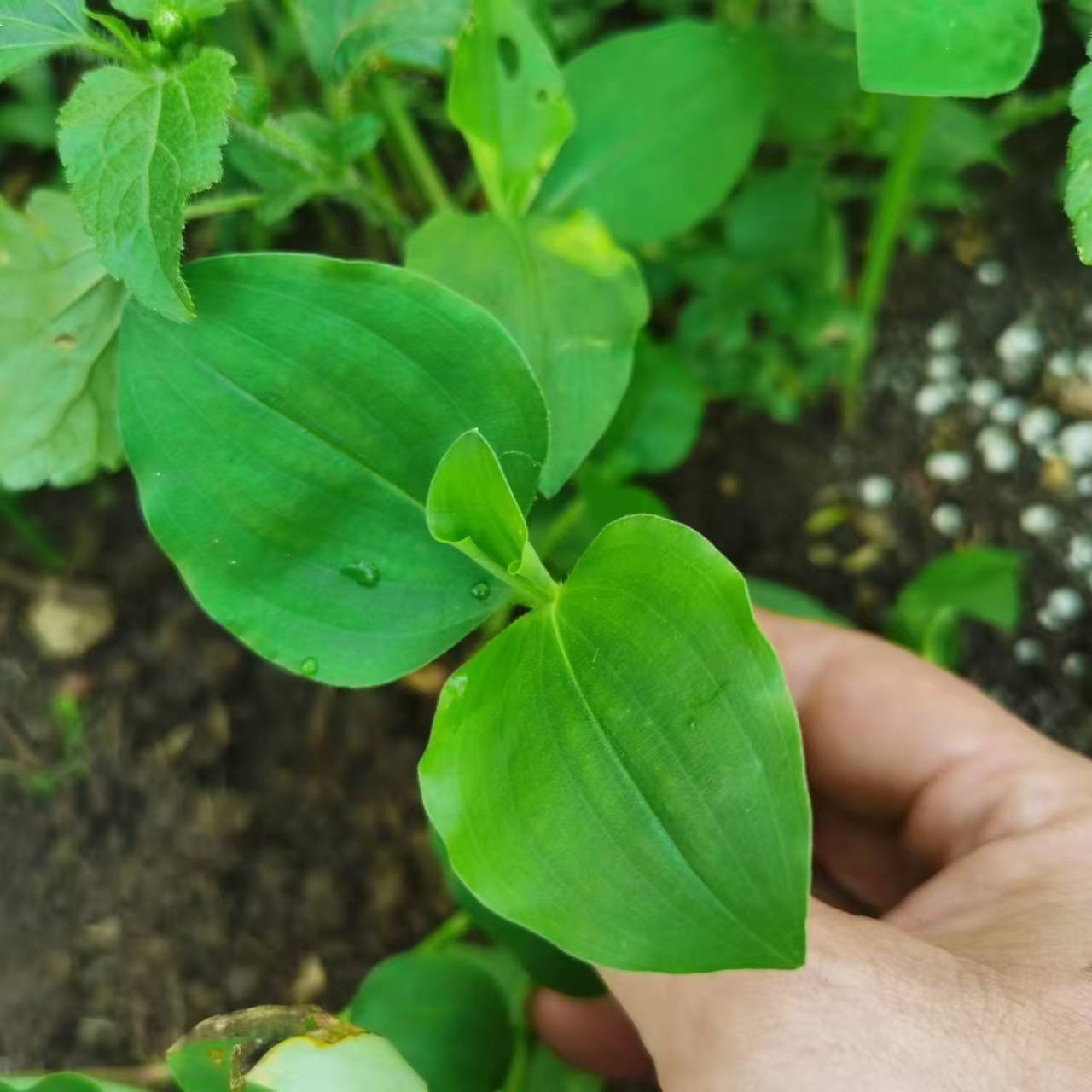 贵州新鲜现摘竹节菜竹叶菜鸭拓草野菜嫩竹叶菜芽尖食用野火锅蔬菜