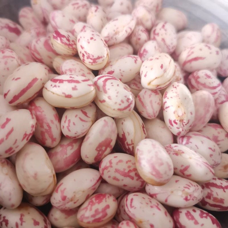 贵州特产2023年干豆四季花脸豆米大豆圆粒花豆雀蛋豆芸豆3斤包邮