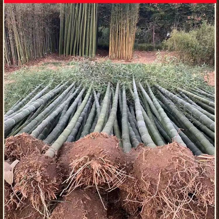 楠竹种苗楠竹种苗带土球