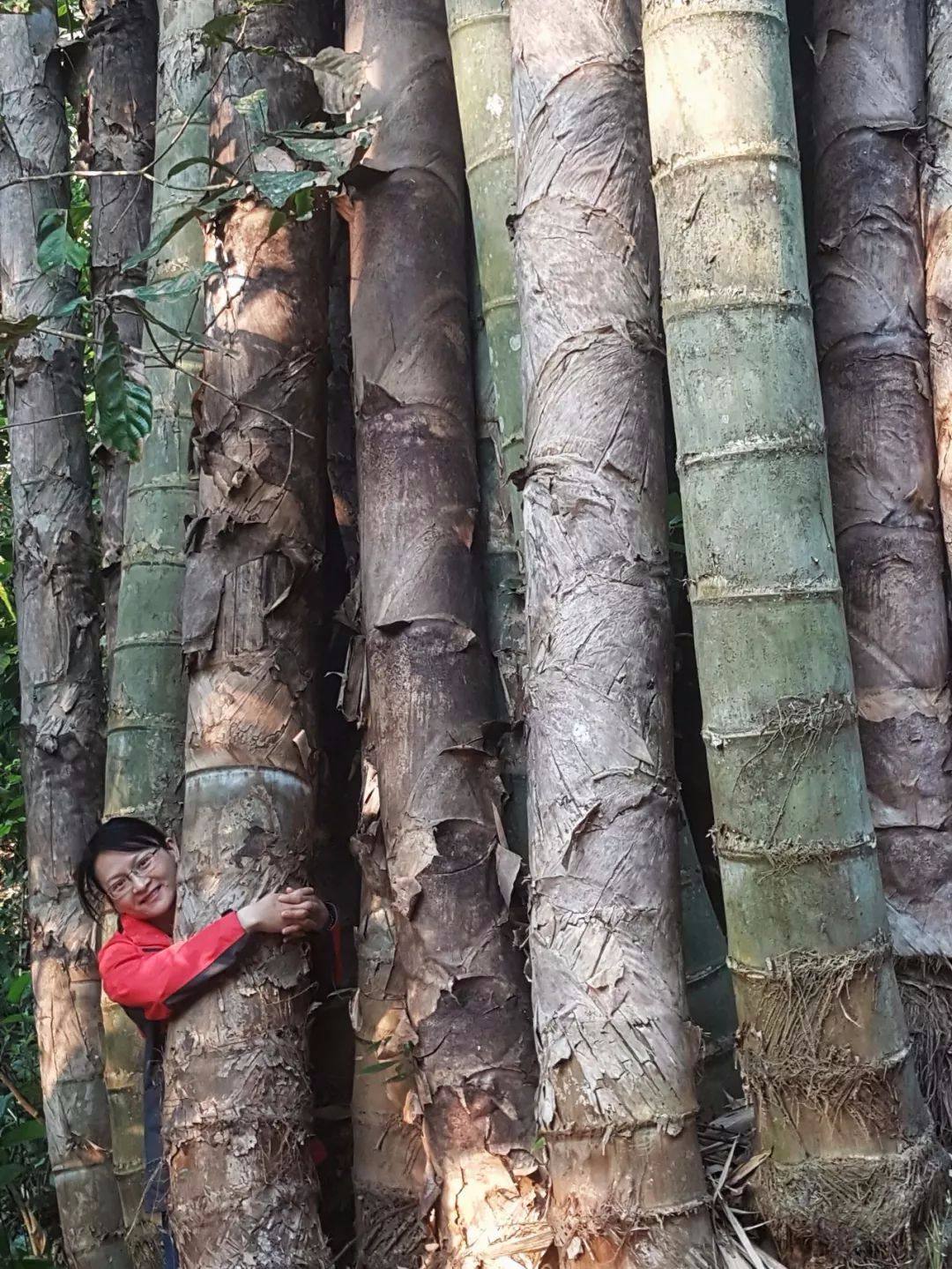大型巨龙竹竹子苗毛竹苗食用竹笋苗种植庭院围墙巨龙竹竹苗楠竹苗