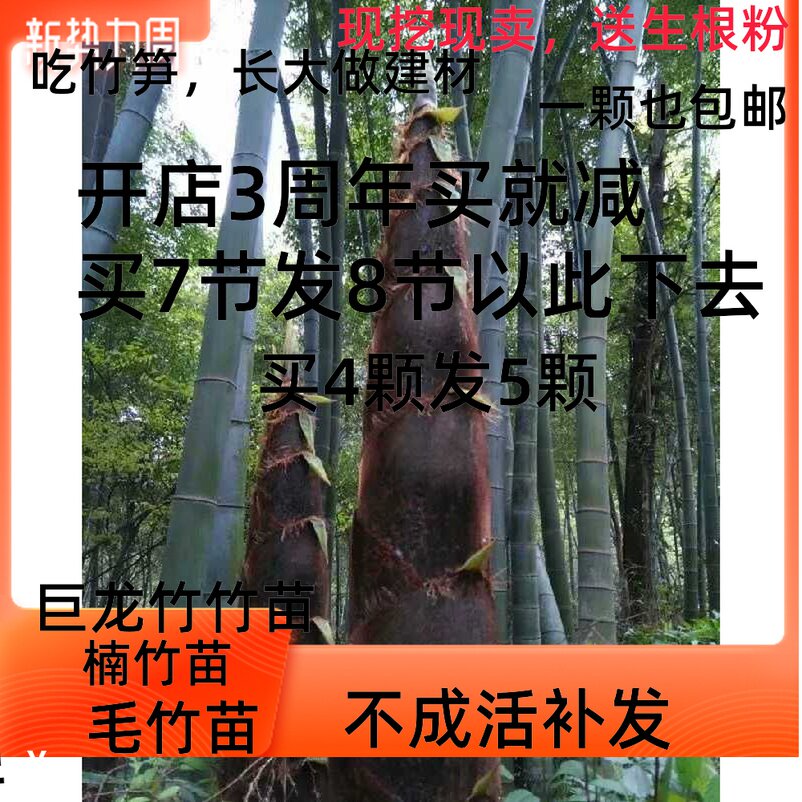 大楠竹苗毛竹苗食用竹笋苗北方庭院户外四季长青耐寒植物种植竹鞭