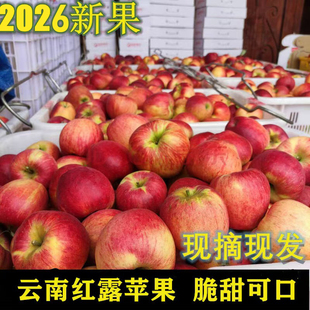 【2026新果】纯甜云南昭通糖心丑苹果红露小苹果5斤整箱10新鲜孕