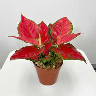吉利红粗肋草盆栽红火植物室内净化空气观叶花卉彩色小绿植盆景苗