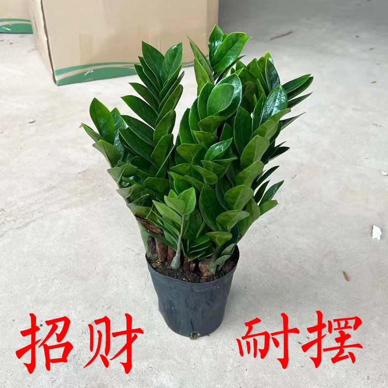 金钱树室内净化空气吸甲醛绿植