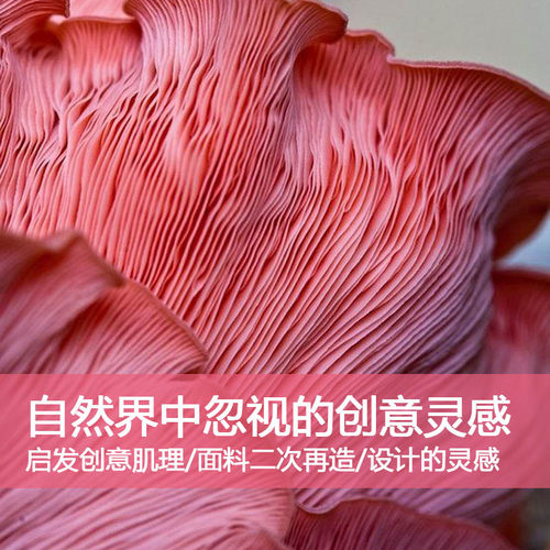 C11自然界大家所忽视灵感服装设计创意肌理面料二次再造设计素材