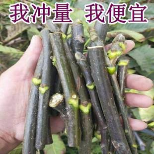 核桃树枝核桃皮老中药材野生分心木核桃壳煮鸡蛋核桃树叶青龙衣皮