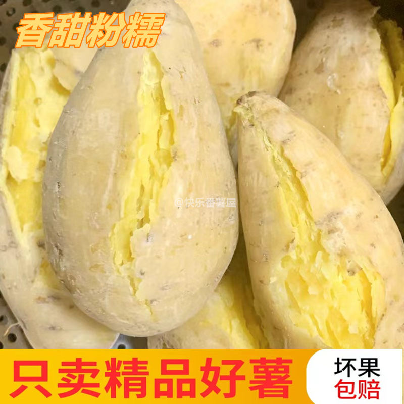 正宗潮汕现挖黄心板栗薯香甜软糯粉无公害绿色食品农家鸡蛋番薯瓜