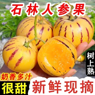 【树上熟人叁果】云南石林人参果新鲜当季现摘孕妇水果特大果圆果
