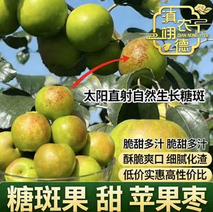 【糖斑果5斤】云南西双版纳苹果青枣新鲜采摘产地应季水果脆甜